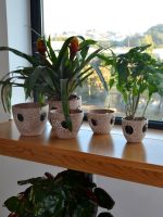 Conjunto 5 Vasos Rústicos